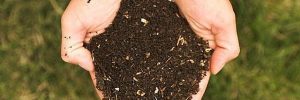 compost